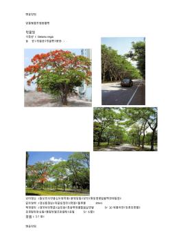 广东较适宜的景观、庭院树木资料讲解