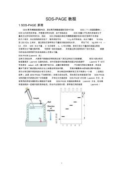 SDS-PAGE操作方法要点