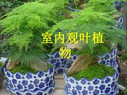 室内观叶植物-PPT