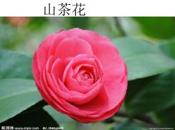 山茶花 (3)