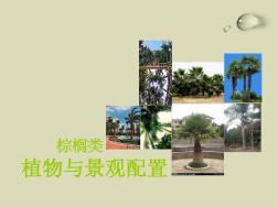 棕榈类植物与景观配置