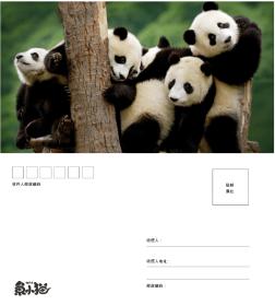 word格式模板：成都旅游熊猫明信片