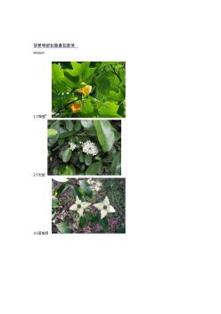 常见园林绿化植物图片 (4)