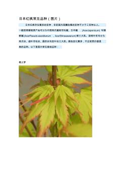 日本红枫常见品种(附图)(20200928175547)