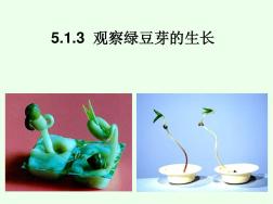 最新版5.1.3观察绿豆芽的生长 (2)