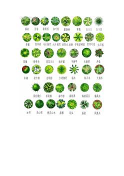 植物平面图 (3)