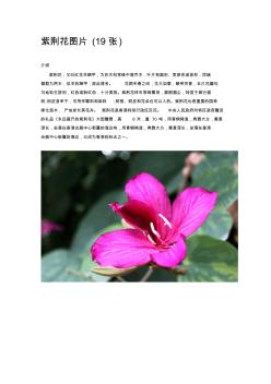 紫荆花图片(19张)